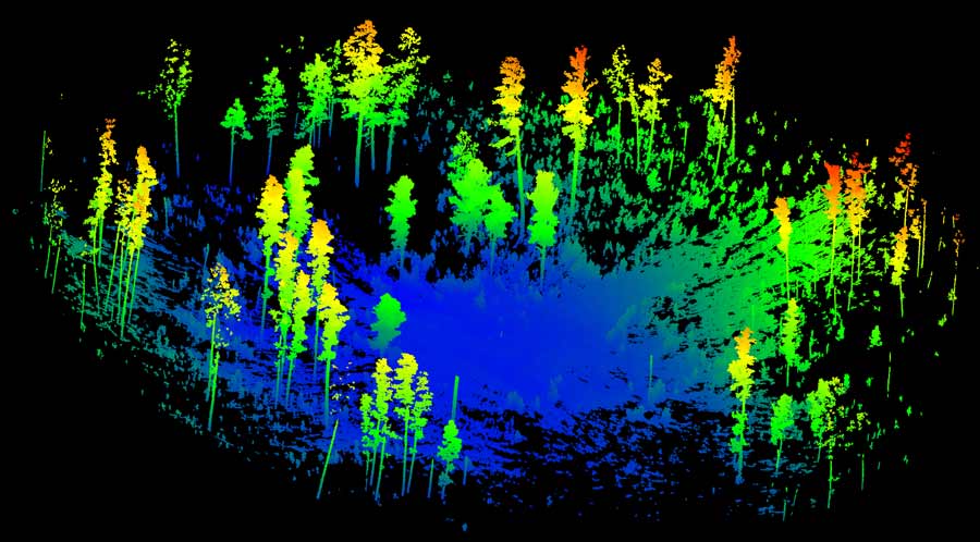 Point cloud of grove of trees